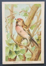 Immagine cromata SIZERIN