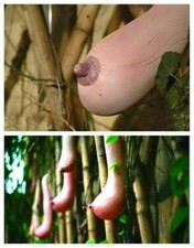 ZUCCA MAMMELLA A FORMA DI SENO