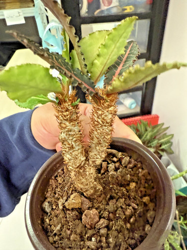 Rara pianta succulenta - , viva