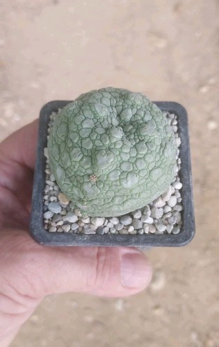 Pseudolithos migiurtinus - pseudolithos,