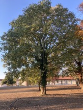 Bagolaro Spaccasassi