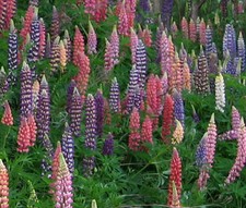 LUPINE RUSSELL Lupinus