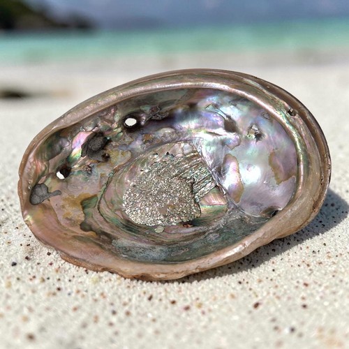 Conchiglia orecchio di - 🐚,