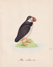 Papagallo Puffin Uccelli