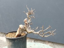 Bonsai Frassino Robusta