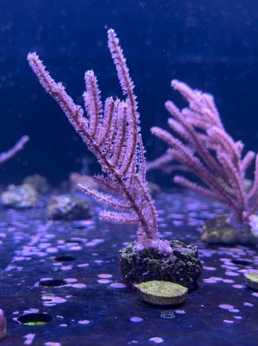 Corallo gorgonia pinnigorgia - corallo,