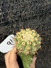 Piante succulente Copiapoa