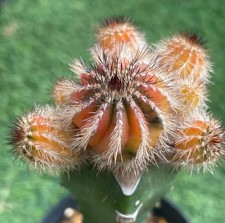  Uebelmannia pectinifera WYSIWYG giardino innestato variegato