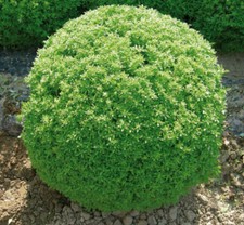 50 semi BASILICO GRECO A BALL + OMAGGIO