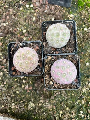 Pezzi rara pianta succulenta - pezzi,