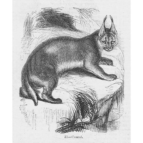 Caracal stampa antica - un,