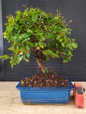 bonsai di ciliegio cinese h 32