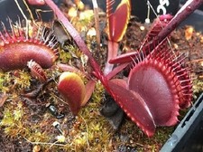 Pianta carnivora Dionaea