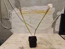 Sarracenia Leucophylla taglia