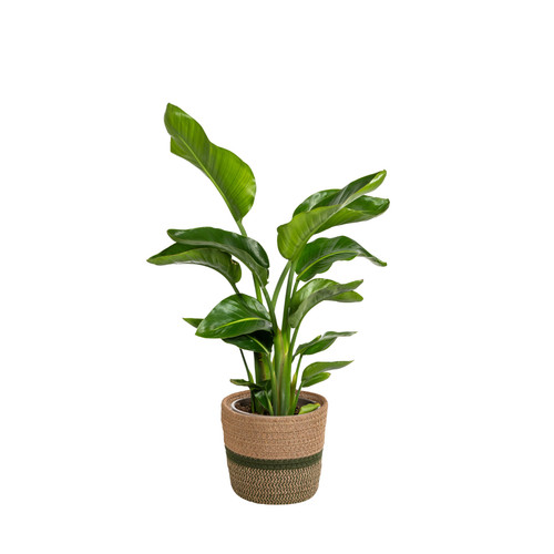 Strelitzia nicolai cesto - in,