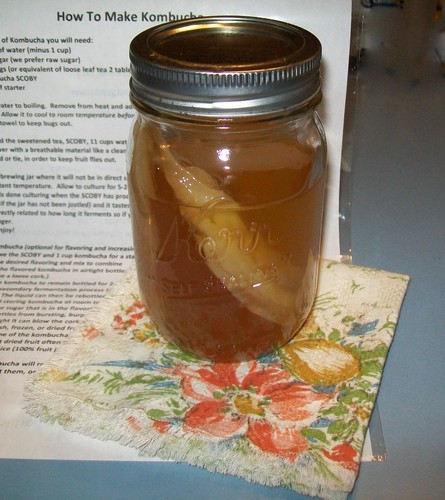 Kombucha scoby starter my - starter, di
