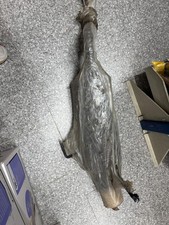 Marmitta Renault Clio 1.4 II