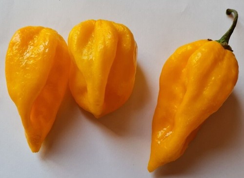 Semi peperoncino - semi,