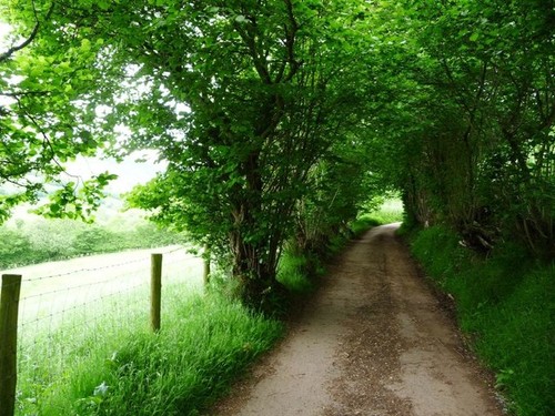 Photo 6x4 tunnel trees - 6x4, of