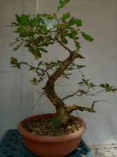 Bonsai di Quercia Roverella