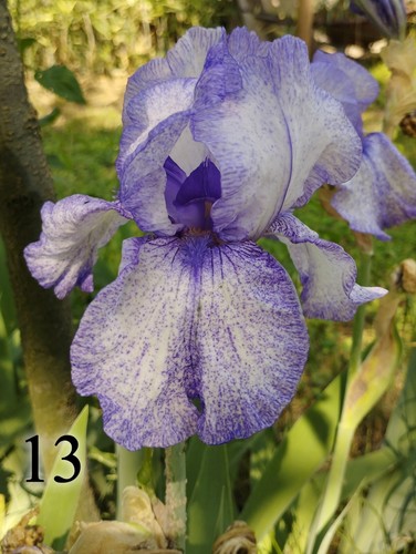 Rizomi iris germanica - rizomi,