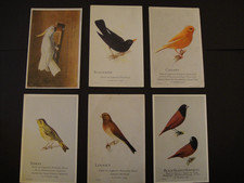 6 CAPERNS BIRDFOOD AVIARY &