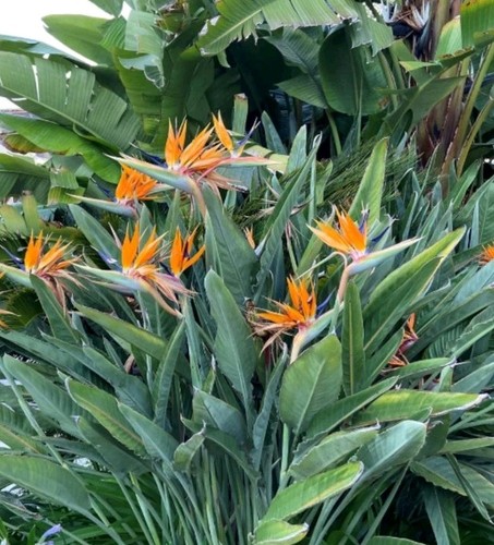 Semillas strelitzia - 75,