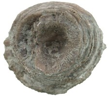 Silur Ketophyllum sp.  Grande corallo corno rugoso Ireviken Gotland W83-4