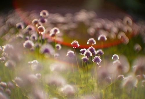 Bokeh dream 2 - bokeh, lomo
