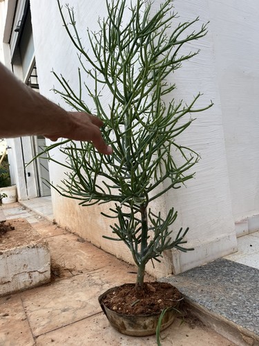 Euphorbia tirucalli albero - euphorbia,