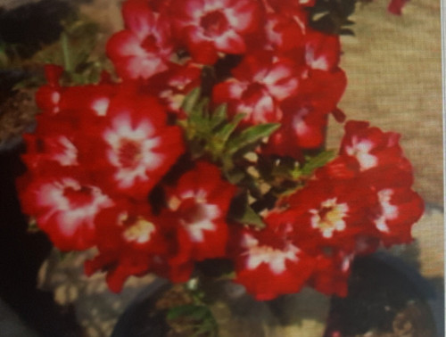 Adenium obesum rosa - adenium,