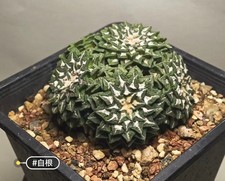 8,2 cm multi teste raro cactus Ariocarpus kotschoubeyanus WYSIWYG vendita autoradicata