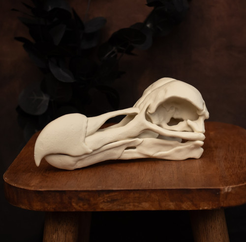 Dodo skull replica life size - life,