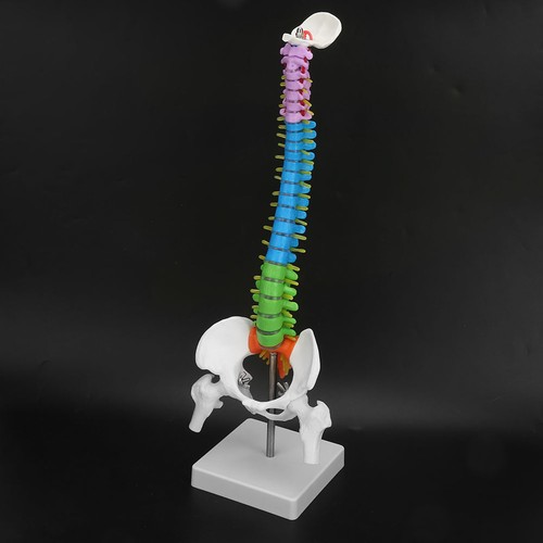 Modello colonna vertebrale - modello,
