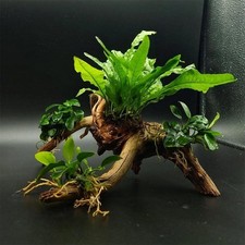 Tronco Composizione Anubias