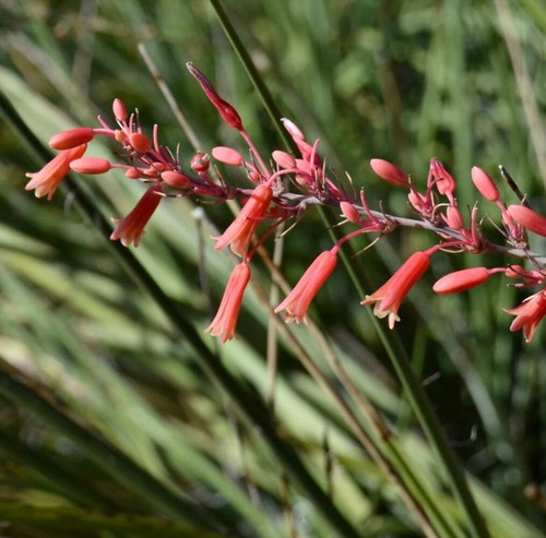 Hesperaloe parviflora 30cm - hesperaloe, 20-30cm