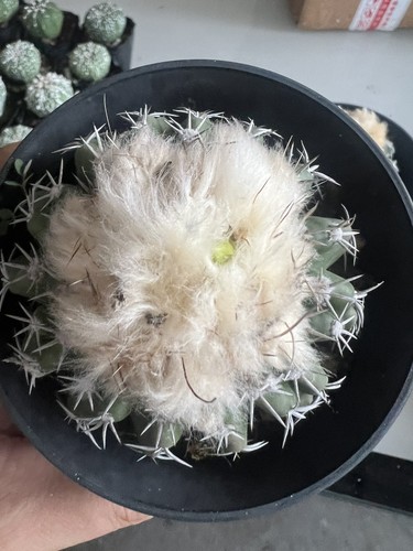 Vendita rara pianta cactus