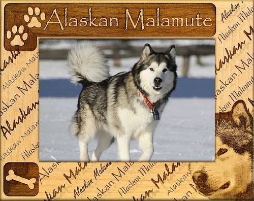Alaskan malamute cornice per - alaskan,