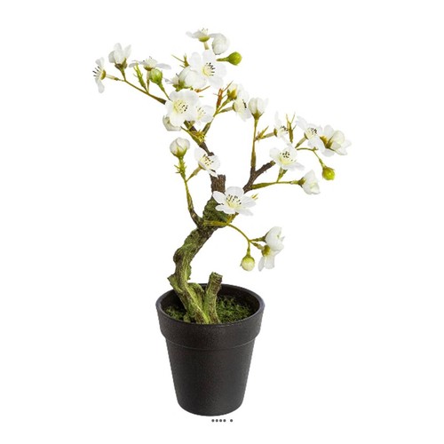 Bonsaï prunus japon - bonsaï,