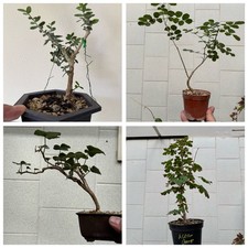 Lotto 4 bonsai - Lotto formato da: edera, olivastro, frassino e acero campestre