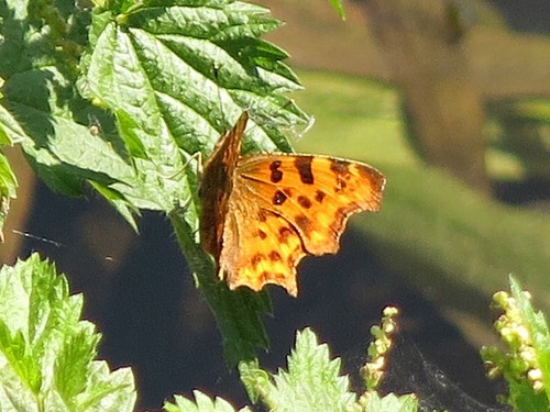 Photo 6x4 comma butterfly - 6x4, by