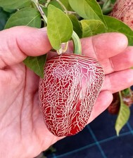 SEMI DI PEPERONCINO JALAPEÑO