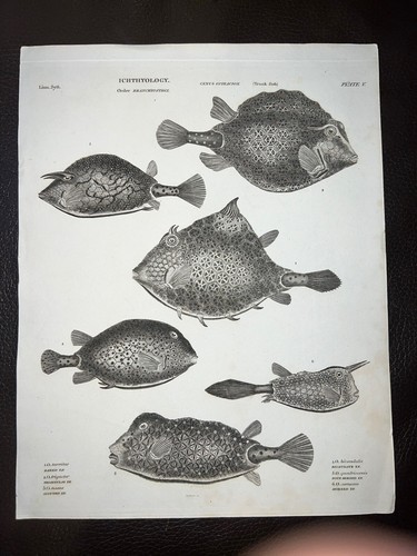 1820 rees storia naturale - storia,