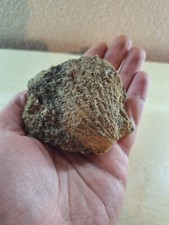 Fossile Di Conchiglia