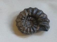 Conchiglia Fossile  AMMONITE