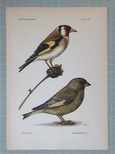 Stampa Di Uccelli Bello -
