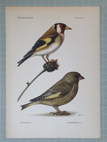 Stampa uccelli bello - uccelli,