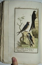 BUFFON - fig. 1792 - UCCELLI - CUCULO - storia naturale - 4 TAVOLE