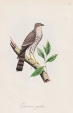 Epervier Gabar Habicht Uccelli