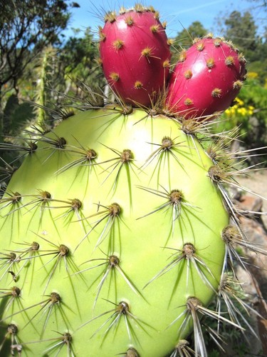 Opuntia oricola raro fico - oricola,,